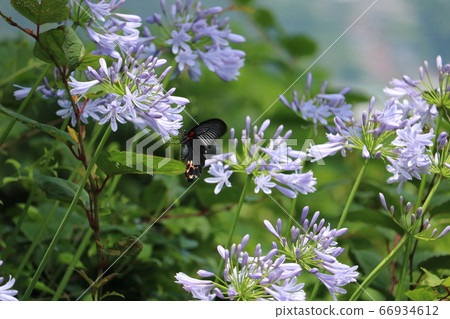 Black Swallowtail and Hosta 66934612
