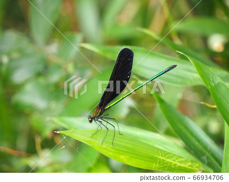 Atrocalopteryx蟬 66934706