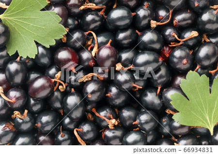 Black currant with leaf close-up, currant Black currant with leaf close-up, currant 66934831