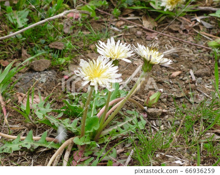 White banana dandelion White banana dandelion 66936259