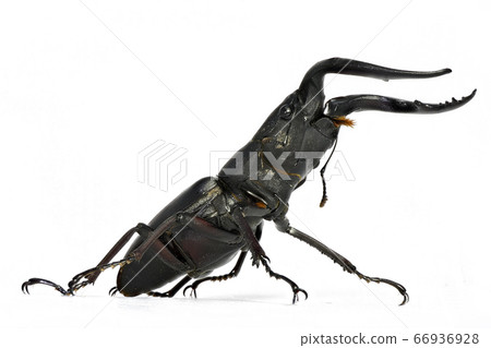 Stag beetle (depth composition) Stag beetle (depth composition) 66936928