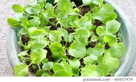 嬰兒葉在菜園裡種植吃 66937474