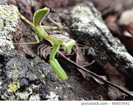 A larva of a mantis-billed mantis that bends its belly and takes vigilance A larva of a mantis-billed mantis that bends its belly and takes vigilance 66937641