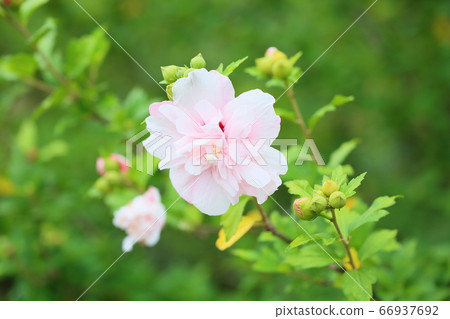 Fuyo flowers 66937692