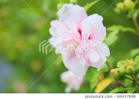 Fuyo flowers Fuyo flowers 66937696