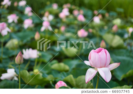 Lotus R2. Summer 66937745