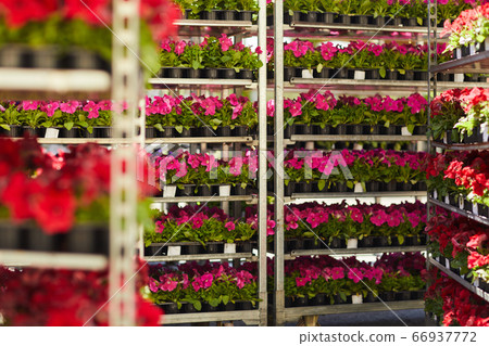 Flower Plantation Background Flower Plantation Background 66937772