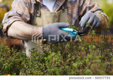 Unrecognizable Gardener Clipping Plants Unrecognizable Gardener Clipping Plants 66937785