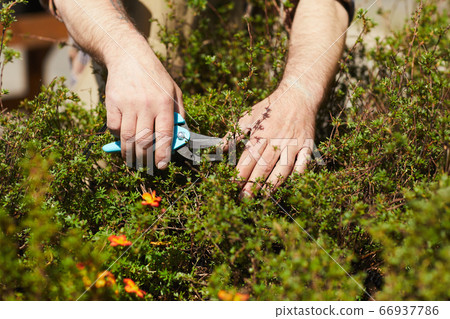 Gardener Clipping Plants Close Up Gardener Clipping Plants Close Up 66937786