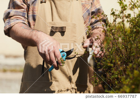 Unrecognizable Gardener Clipping Plants Unrecognizable Gardener Clipping Plants 66937787