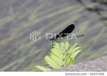 Aohada dragonfly and clear stream 66937866