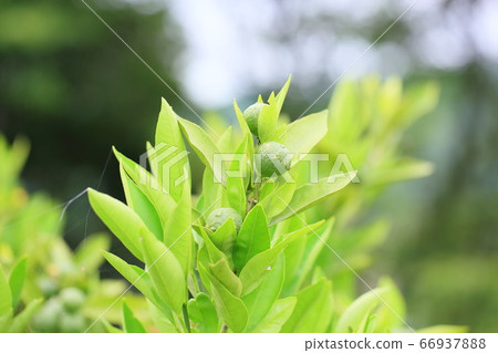 橘子水果 66937888