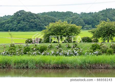 Kuriyama River and rural scenery in early summer, Tako Town, Chiba Prefecture, Japan 66938143