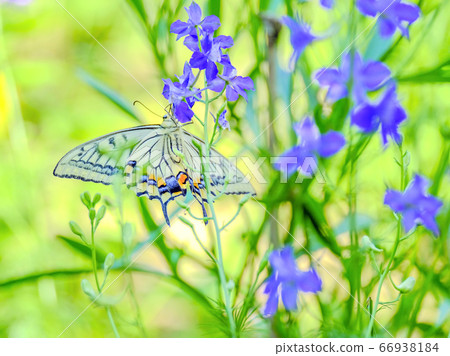 Delphinium and swallowtail butterfly 66938184