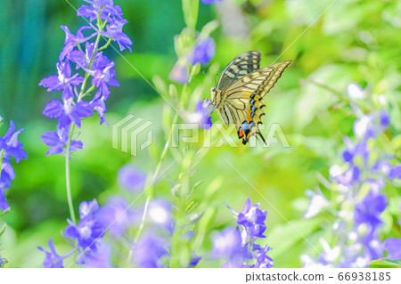 Delphinium and Ageha Butterfly 66938185