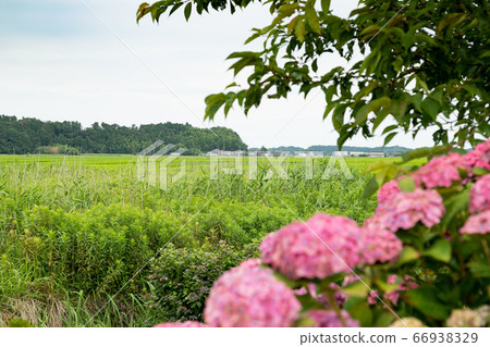 千葉縣田光町初夏的鄉村風光 千葉縣田光町初夏的鄉村風光 66938329