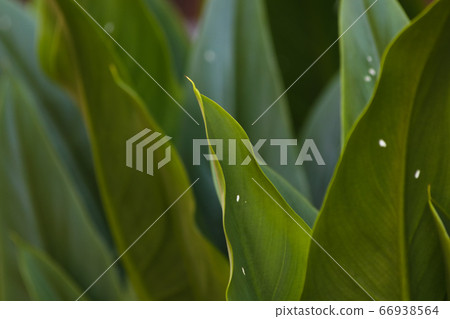 Tropical Green Broad Leaves Close-up Tropical Green Broad Leaves Close-up 66938564