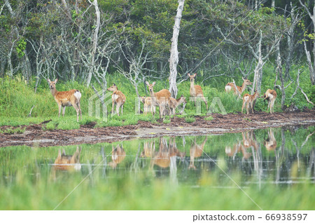 A flock of deer (Hokkaido) at the waterside A flock of deer (Hokkaido) at the waterside 66938597