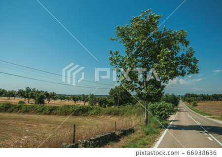 Road through rural landscape with farmed fields Road through rural landscape with farmed fields 66938636