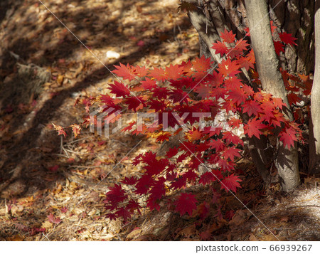 首爾市道峰區道峰洞道峰山的秋天 66939267