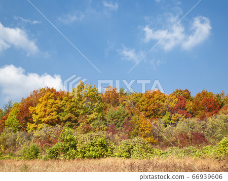 Autumn in Daeyasan, Chungjeong-myeon, Goesan-gun, Chungbuk, Korea 66939606