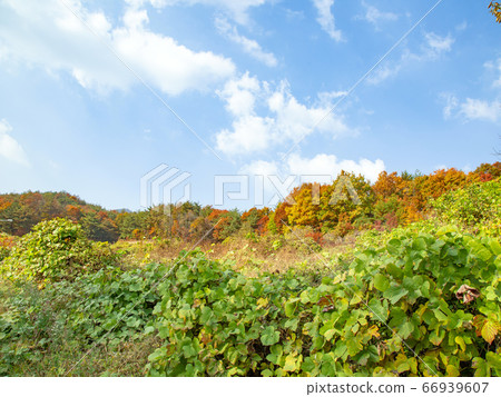 Autumn in Daeyasan, Chungjeong-myeon, Goesan-gun, Chungbuk, Korea Autumn in Daeyasan, Chungjeong-myeon, Goesan-gun, Chungbuk, Korea 66939607