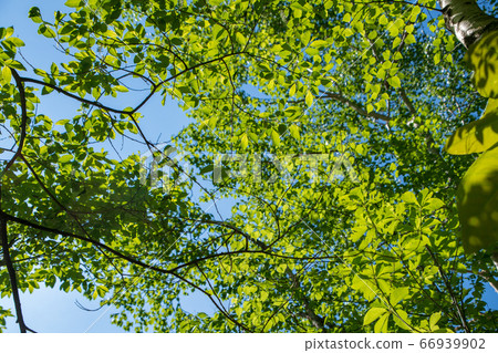 Landscape of fresh green woods, near Mikuni, Yuzawa Town, Niigata Prefecture 66939902