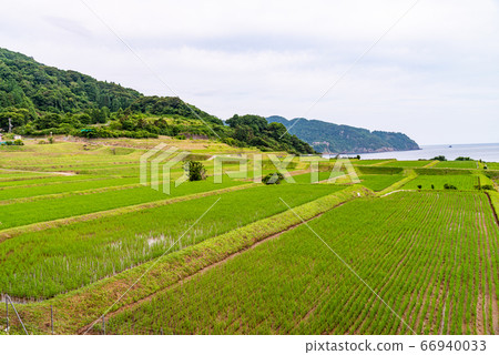 （京都府）伊井町新井的梯田 66940033