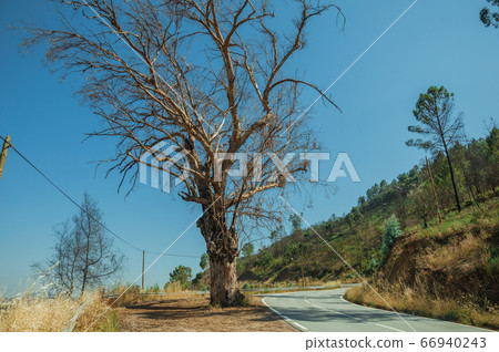Huge leafless tree at the edge of deserted road Huge leafless tree at the edge of deserted road 66940243