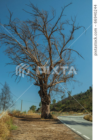 Huge leafless tree at the edge of deserted road Huge leafless tree at the edge of deserted road 66940244