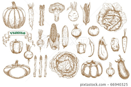Farm vegetables sketch set. Vector veggies 66940325