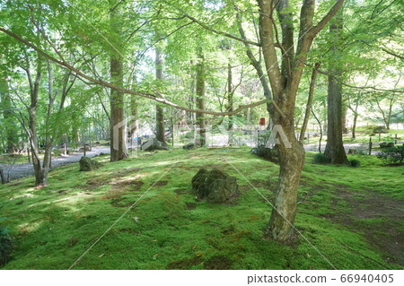 Moss carpet Moss carpet 66940405