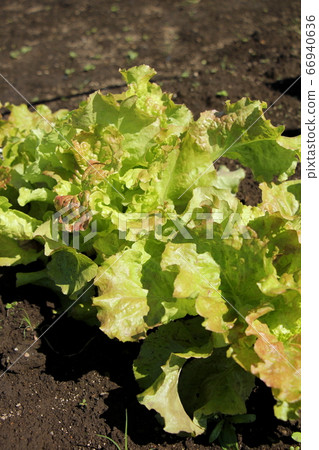 晴生菜栽培菜園 66940636