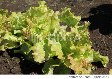Sunny lettuce cultivation kitchen garden 66940637