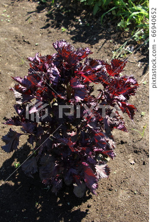 紅紫蘇種植家庭花園 66940652