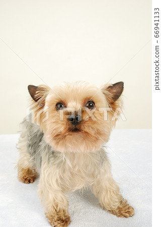 Family dog Family dog 66941133