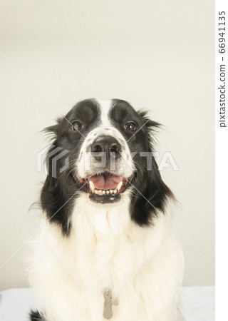 Border Collie Border Collie 66941135