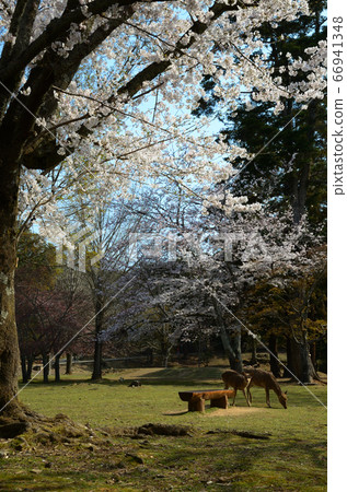 奈良公園的鹿和櫻花 奈良公園的鹿和櫻花 66941348
