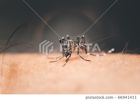 Macro of mosquito (Aedes aegypti) sucking blood Macro of mosquito (Aedes aegypti) sucking blood 66941431