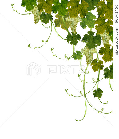 白葡萄水彩畫 66941450