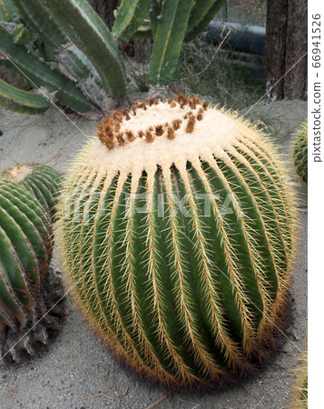 Cactus Kinshachi Cactus Kinshachi 66941526