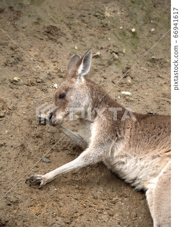 Kangaroo grooming 66941617
