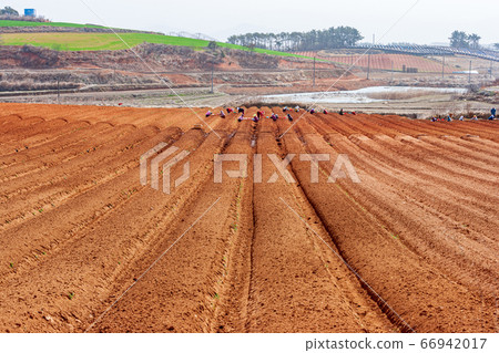 Sowing ginseng Sowing ginseng 66942017