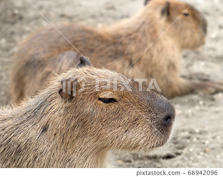 Capybara Capybara 66942096