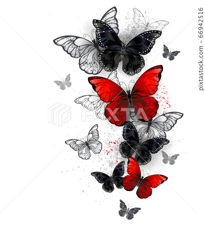 Flying black and red morpho 66942516