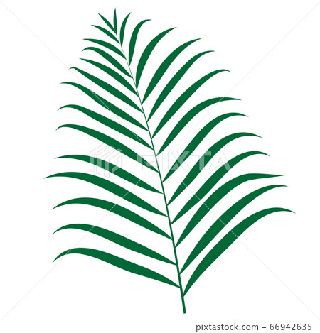 檳榔的插圖 66942635