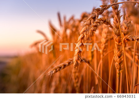 Close-up of ripe golden wheat ears at sunset 66943031