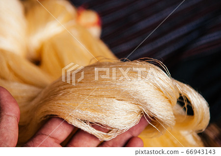 Yellow silk thread traditional sericulture of Thai silk making Yellow silk thread traditional sericulture of Thai silk making 66943143