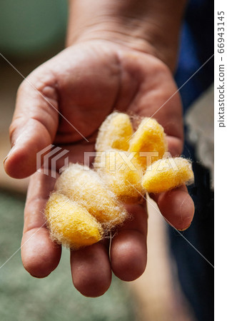Yellow silk cocoons in woman hand. Traditional sericulture of Thai silk making 66943145