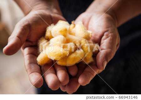 Yellow silk cocoons in woman hand. Traditional sericulture of Thai silk making 66943146